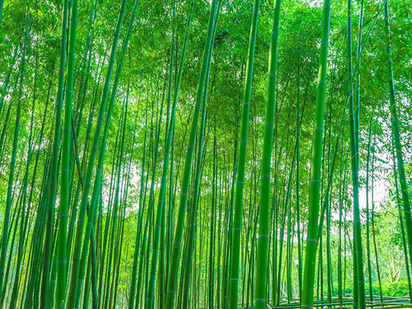 耐寒竹苗竹子 耐寒竹苗竹子