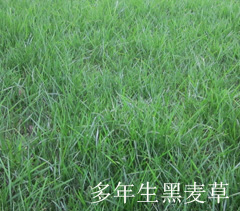 多年生黑麥草草坪 多年生黑麥草草坪
