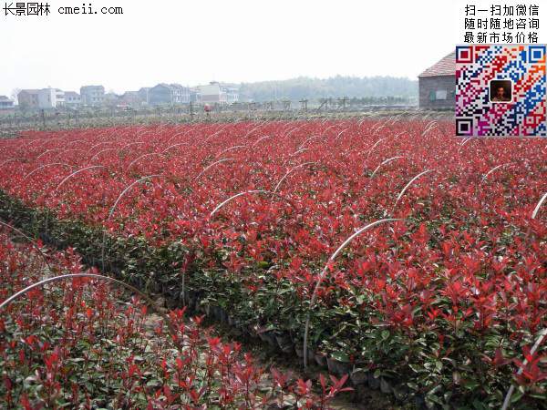 紅葉石楠小苗 紅葉石楠小苗