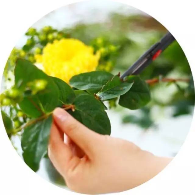 花卉修剪十大技巧,養(yǎng)花人必學!