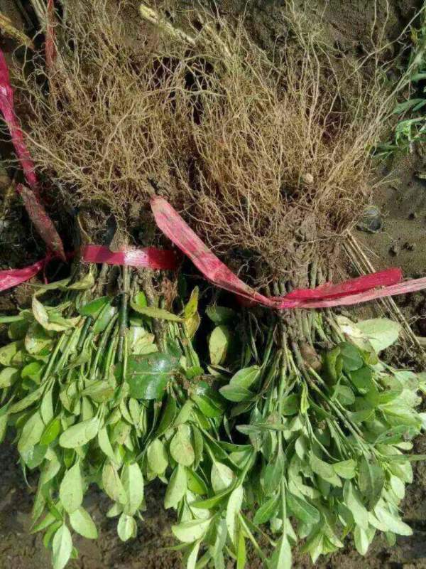 大葉黃楊扦插苗 大葉黃楊扦插苗