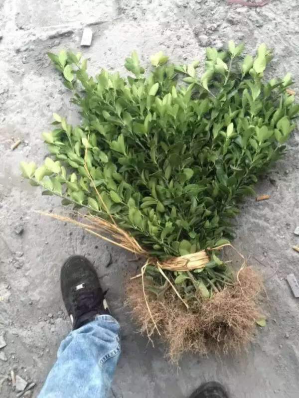 大葉黃楊扦插苗 大葉黃楊扦插苗