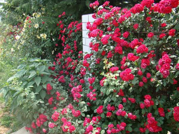 哪里有薔薇花苗賣？薔薇花苗批發(fā)