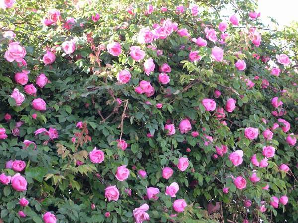 哪里有薔薇花苗賣？薔薇花苗批發(fā)