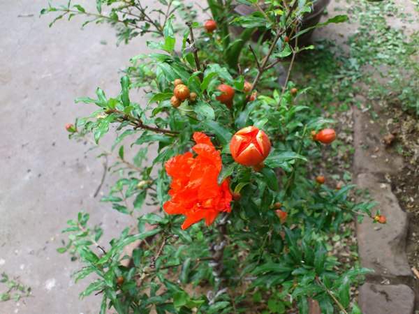 花石榴的花期、果期是什么時候