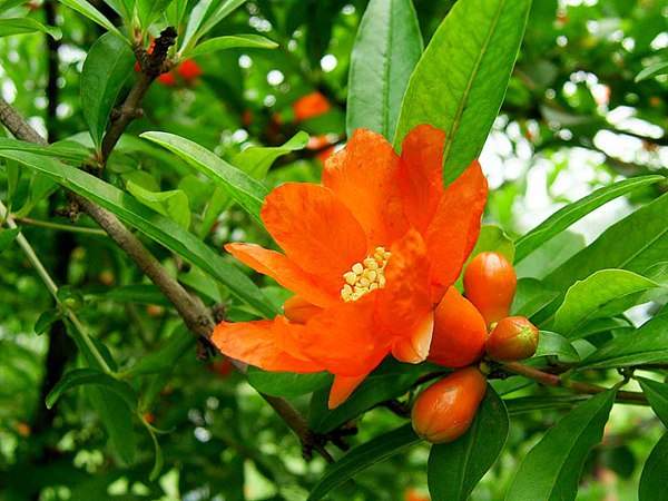 花石榴的花期、果期是什么時候