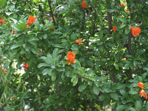 花石榴的花期、果期是什么時候