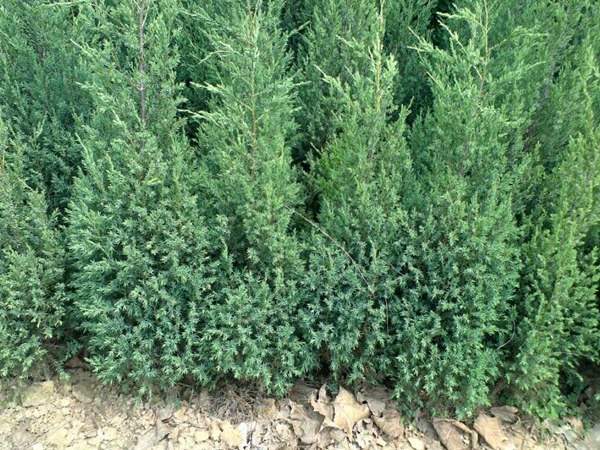 刺柏產區(qū)都有哪些地方？