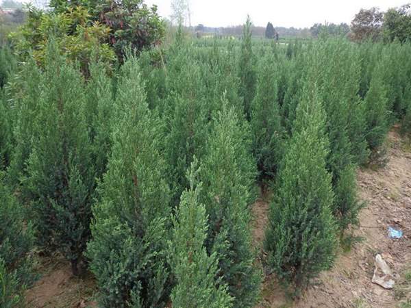 刺柏產區(qū)都有哪些地方？