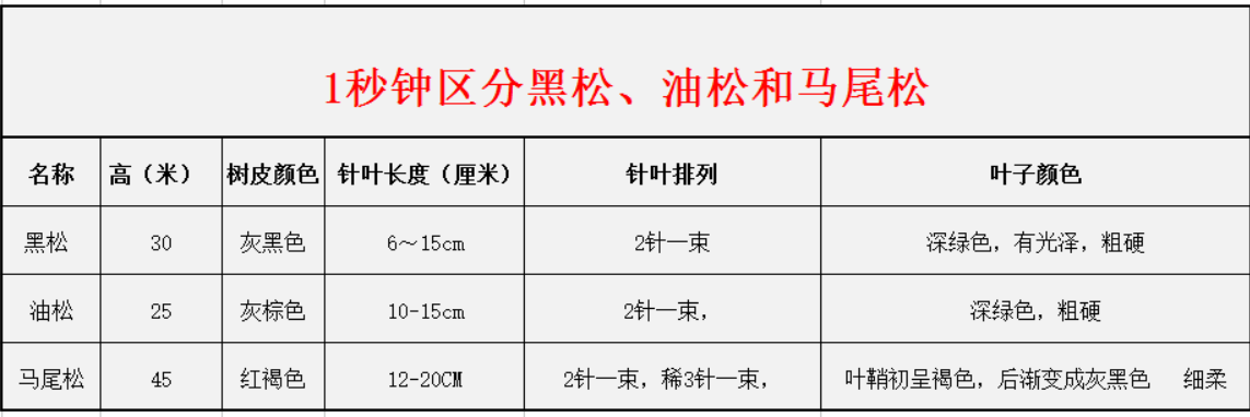 1秒鐘區分黑松、油松和馬尾松 1秒鐘區分黑松、油松和馬尾松