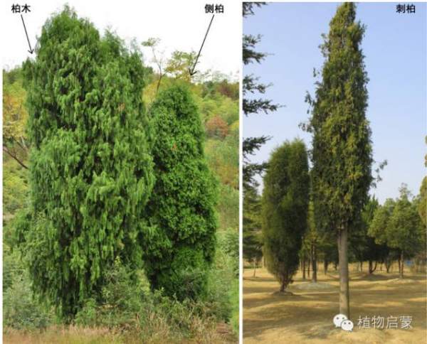 圓柏、刺柏、側柏、柏木以及龍柏的簡易識別法
