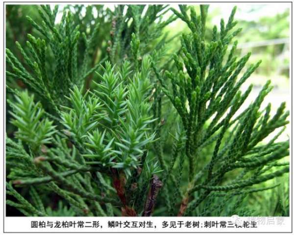 圓柏、刺柏、側柏、柏木以及龍柏的簡易識別法