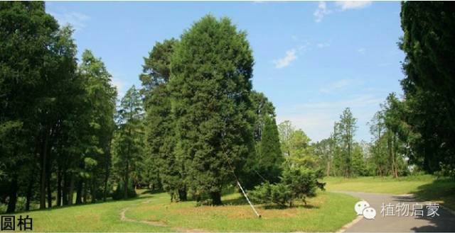 圓柏、刺柏、側柏、柏木以及龍柏的簡易識別法