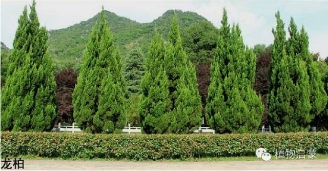 圓柏、刺柏、側柏、柏木以及龍柏的簡易識別法