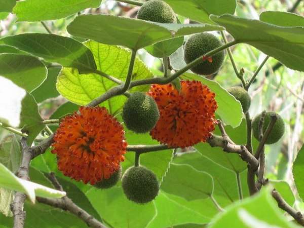 構(gòu)樹的果實能吃嗎？