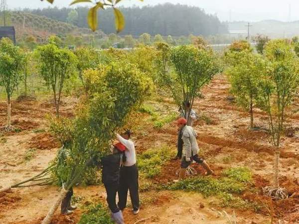 綠化苗木起苗出圃都有哪些注意事項？