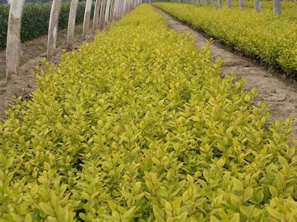 金葉女貞如何進行繁殖育苗？