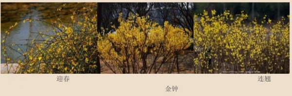 迎春花、金鐘和連翹如何區分？
