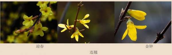 迎春花、金鐘和連翹如何區分？