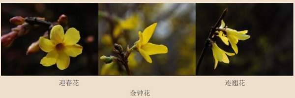 迎春花、金鐘和連翹如何區分？