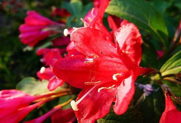 紅王子錦帶花 紅王子錦帶花