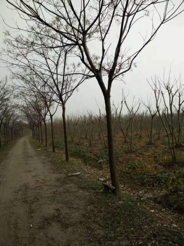 精品12公分13公分14公分大規格苦楝樹圖片 精品12公分13公分14公分大規格苦楝樹圖片