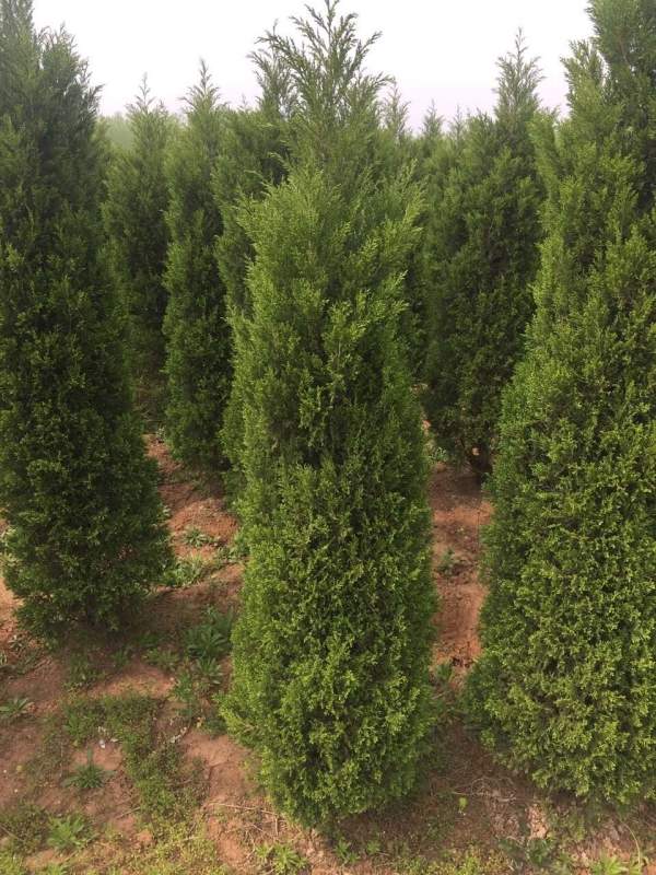 高度2.7米2.8米3米蜀檜價(jià)格優(yōu)惠 高度2.7米2.8米3米蜀檜價(jià)格優(yōu)惠