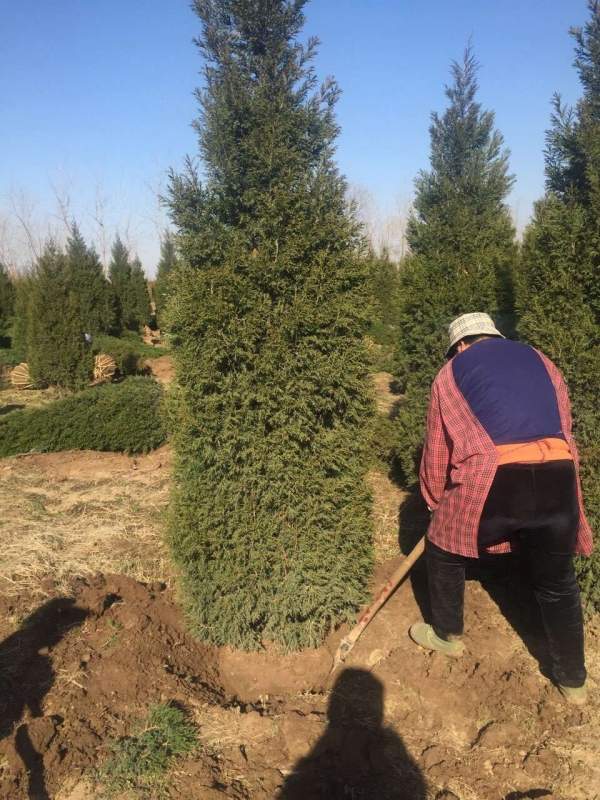 高度3米3.5米大蜀檜裝車_現(xiàn)場(chǎng)圖片 高度3米3.5米大蜀檜裝車_現(xiàn)場(chǎng)圖片