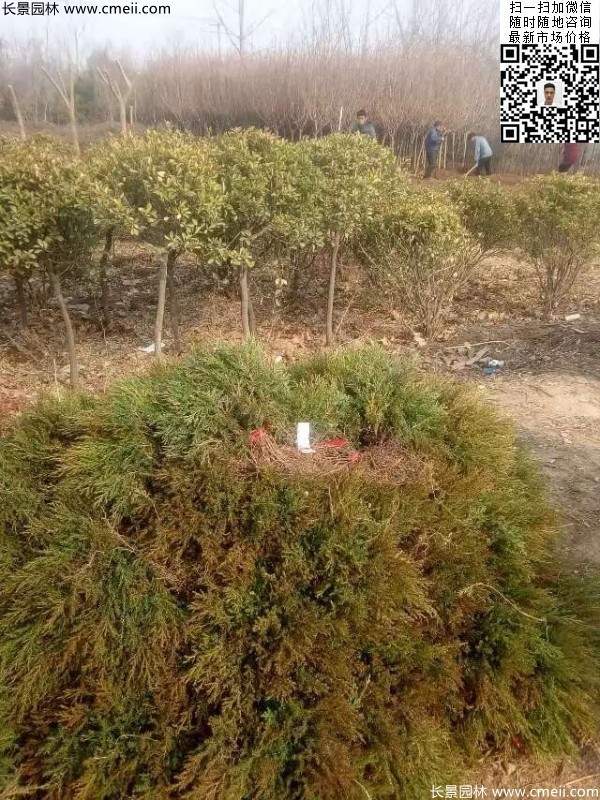 高度30公分40公分蜀檜小苗 高度30公分40公分蜀檜小苗