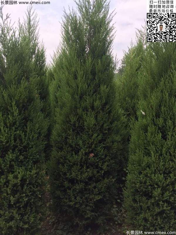 高度2.2米2.3米蜀檜大量供應公路綠化植物 高度2.2米2.3米蜀檜大量供應公路綠化植物