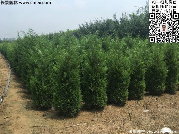 高度2.2米2.3米蜀檜大量供應公路綠化植物 高度2.2米2.3米蜀檜大量供應公路綠化植物