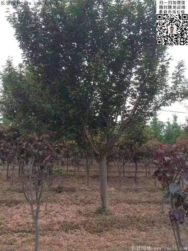 地徑14公分15公分16公分櫻花樹 地徑14公分15公分16公分櫻花樹