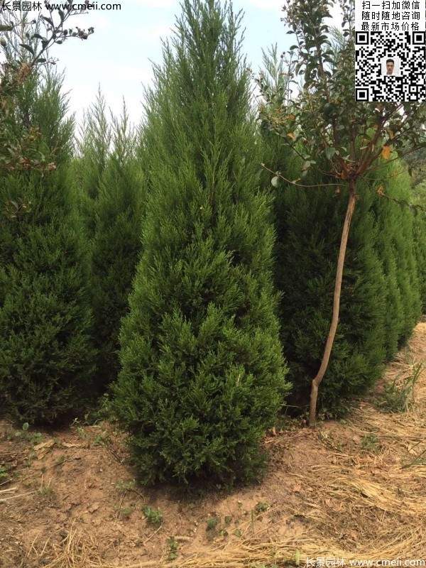 高度2米蜀檜圖片 高度2米蜀檜圖片