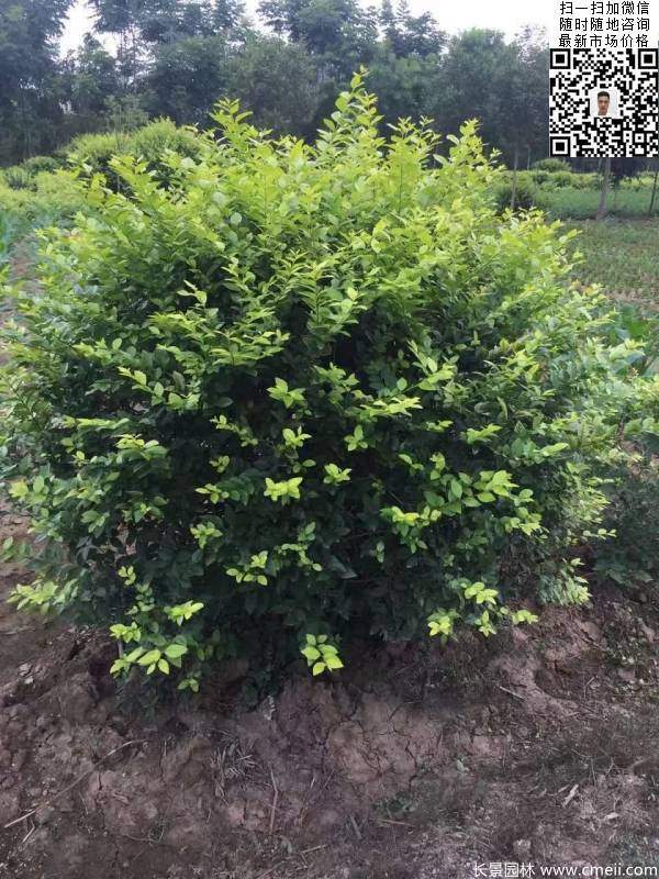 冠幅70公分80公分金葉女貞球圖片 冠幅70公分80公分金葉女貞球圖片