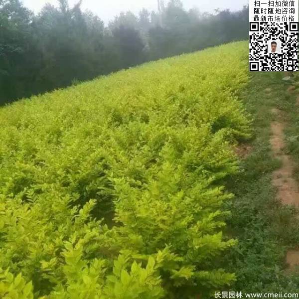 冠幅70公分80公分金葉女貞球圖片 冠幅70公分80公分金葉女貞球圖片