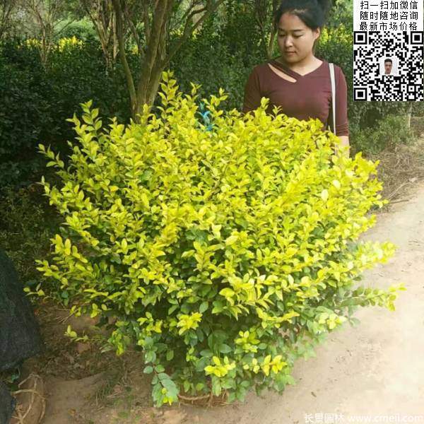 冠幅1.3米1.4米金葉女貞球圖片大量供應(yīng)