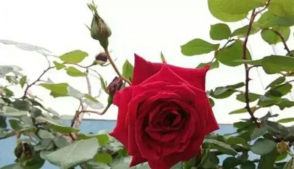 御用馬車(Etoile de Hollande，Climbing)