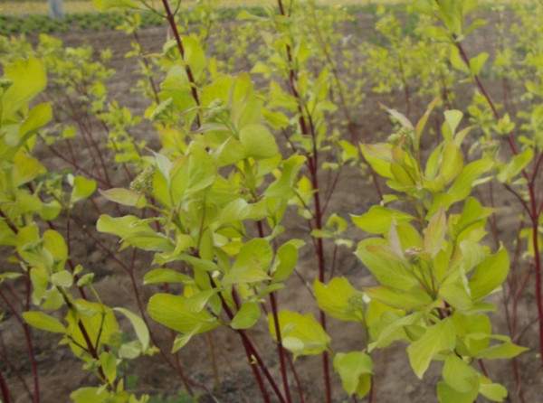 紅瑞木基地--長景園林 紅瑞木基地--長景園林