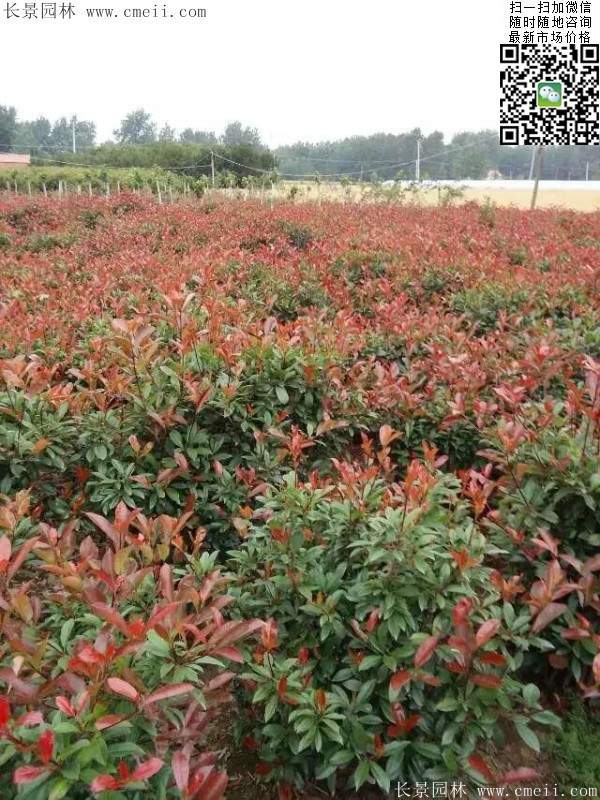 紅葉石楠--長景園林 紅葉石楠--長景園林