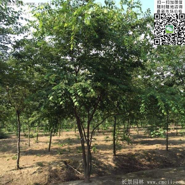 三棵櫸樹的故事 三棵櫸樹的故事