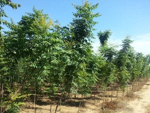 欒樹種植 欒樹種植