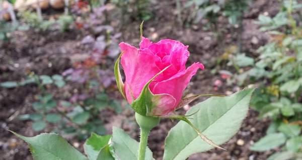 玫瑰供應 玫瑰供應