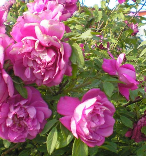 玫瑰供應 玫瑰供應