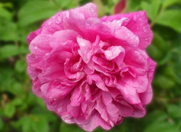 玫瑰供應 玫瑰供應