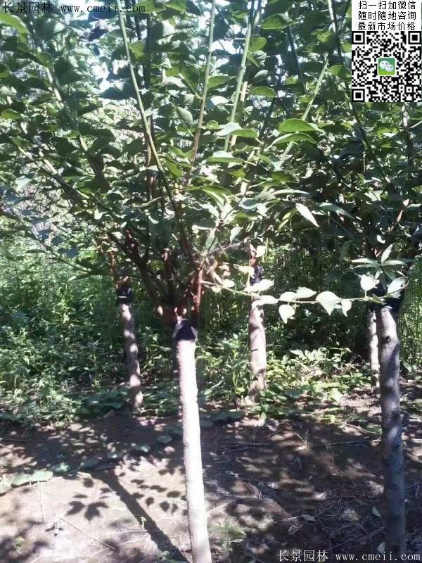 美人梅價值 美人梅價值