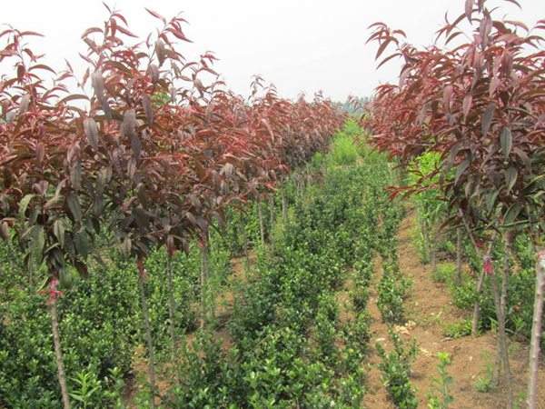 紅葉碧桃種植方法匯總！