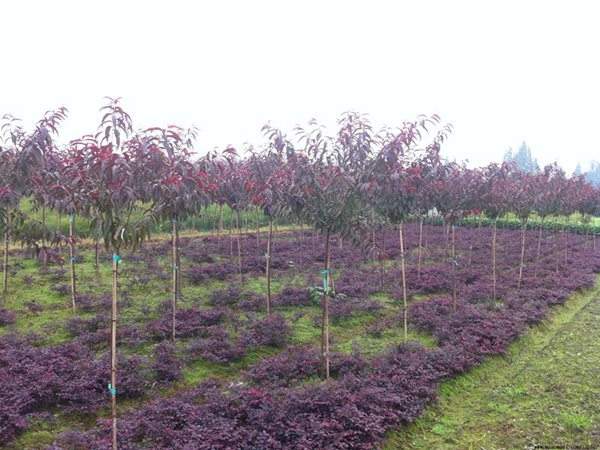 紅葉碧桃種植方法匯總！