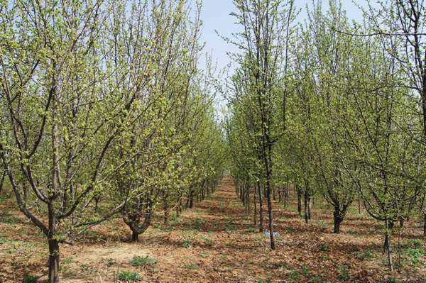 種植木瓜樹 種植木瓜樹