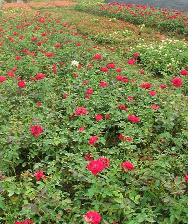 沭陽(yáng)薔薇花 沭陽(yáng)薔薇花