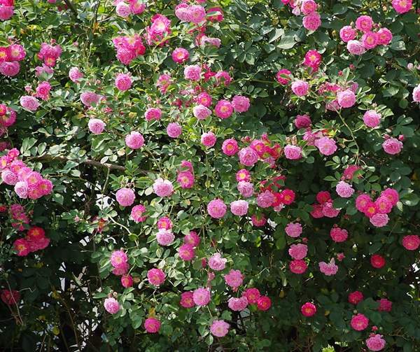 沭陽(yáng)薔薇花 沭陽(yáng)薔薇花